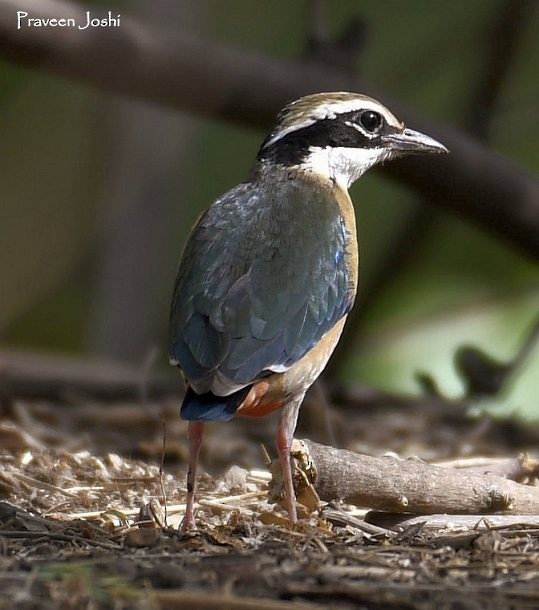 Indian Pitta - ML379228201