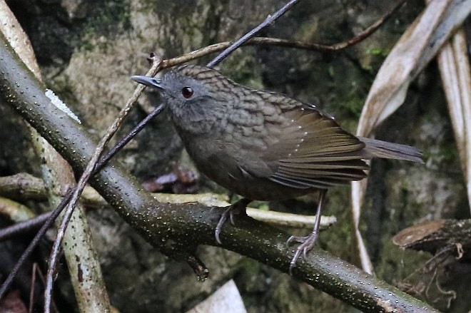 Streaked Wren-Babbler - ML379228271