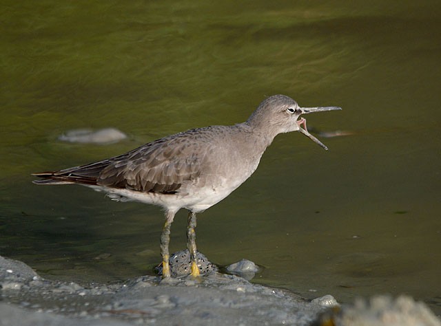 Grauschwanz-Wasserläufer - ML379228491