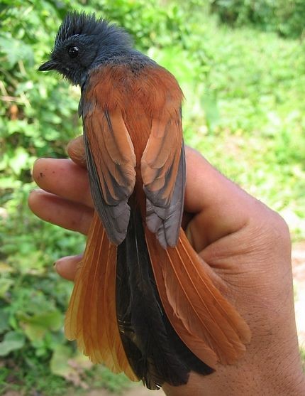 Blue-headed Fantail - ML379228951