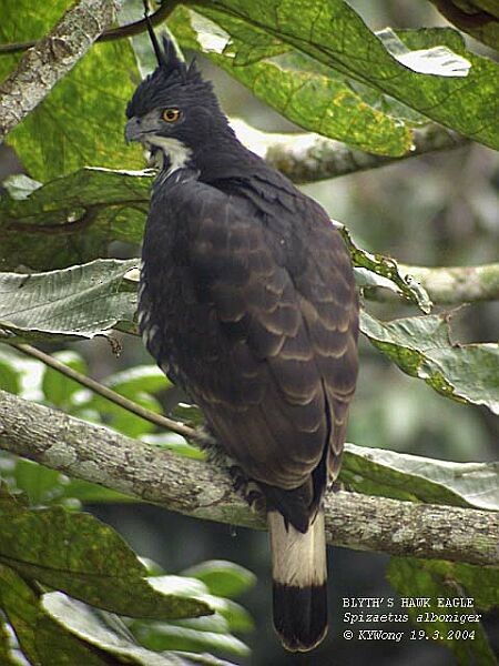 Blyth's Hawk-Eagle - ML379229801