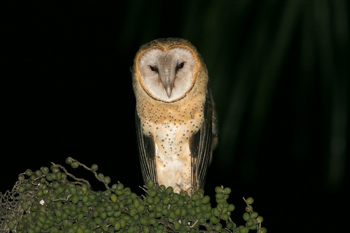 Barn Owl - ML379230351