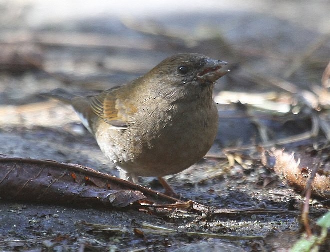 Blanford's Rosefinch - ML379230551