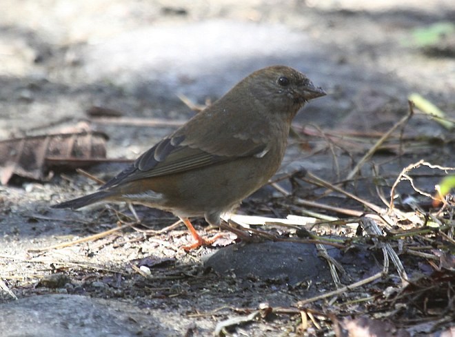 Blanford's Rosefinch - Jean-Pierre Jordan