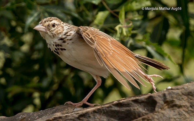 Indian Bushlark - Manjula Mathur