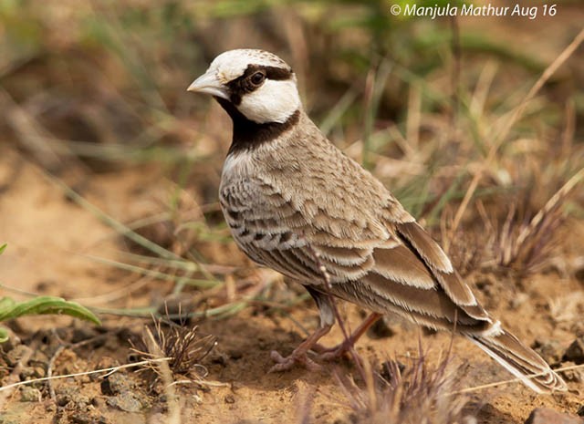 Ashy-crowned Sparrow-Lark - ML379230841