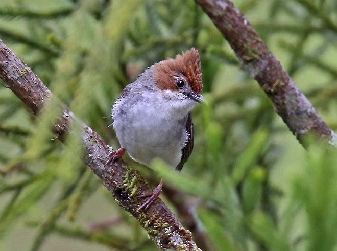 Chestnut-crested Yuhina - ML379231011