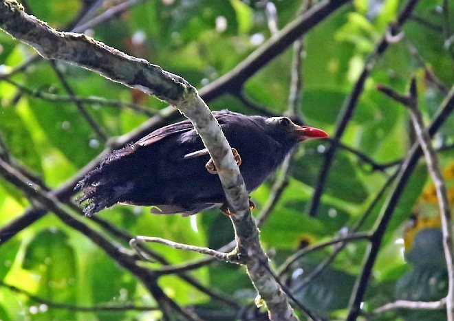 Bare-headed Laughingthrush - ML379231031