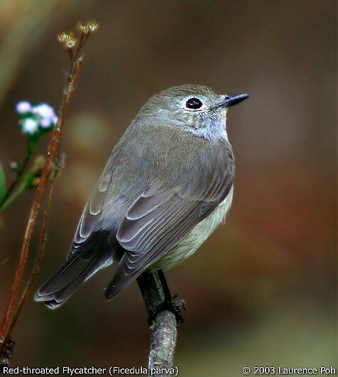 Taiga Flycatcher - ML379231961