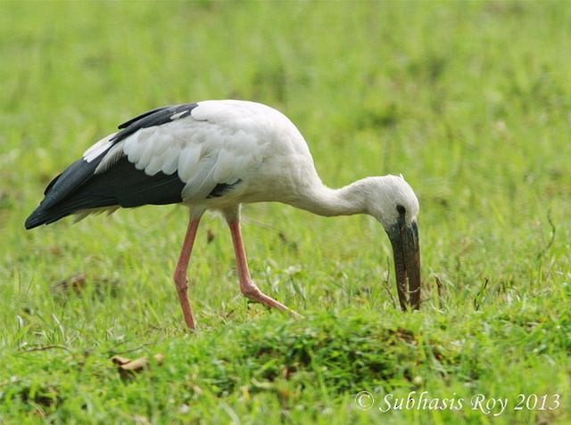 zejozob asijský - ML379232761