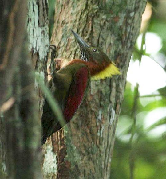 Checker-throated Woodpecker (Checker-throated) - ML379232911