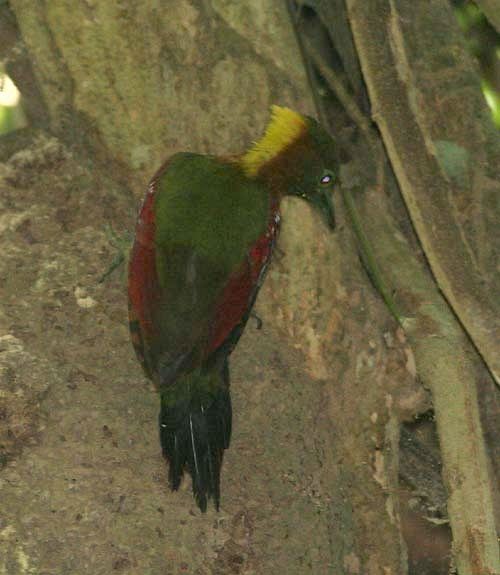 Checker-throated Woodpecker (Checker-throated) - ML379233161