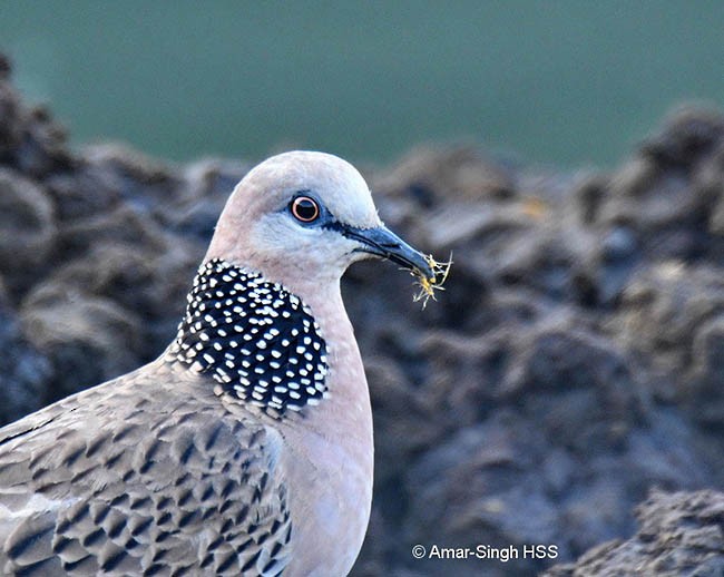 Spotted Dove (Eastern) - Amar-Singh HSS