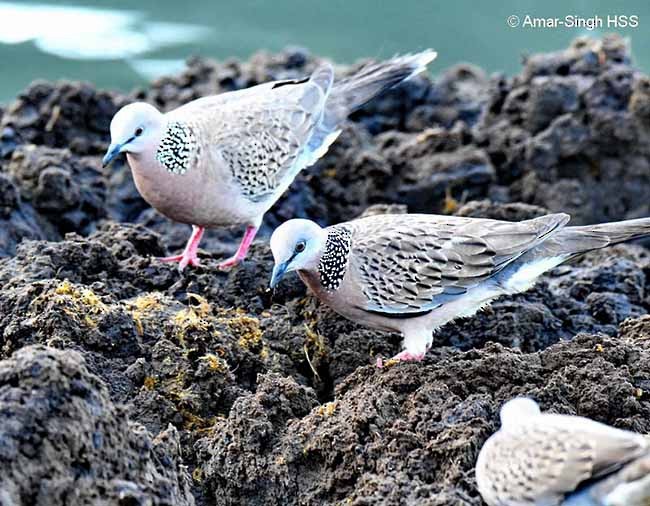 Spotted Dove (Eastern) - Amar-Singh HSS