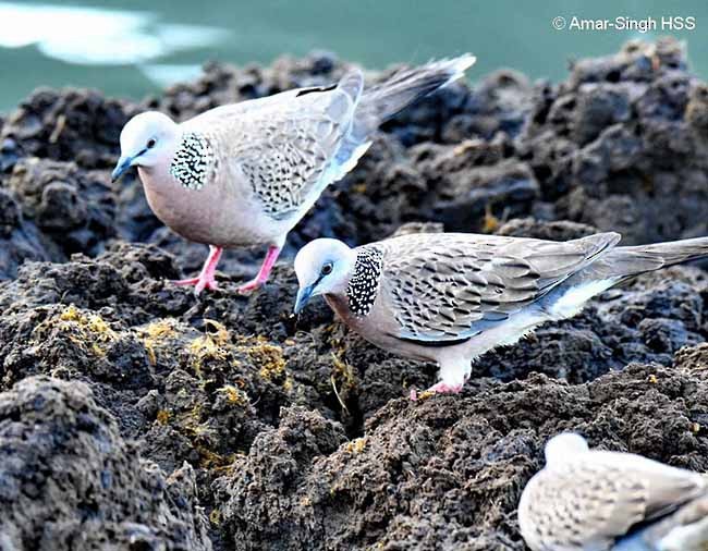 Spotted Dove (Eastern) - ML379233681