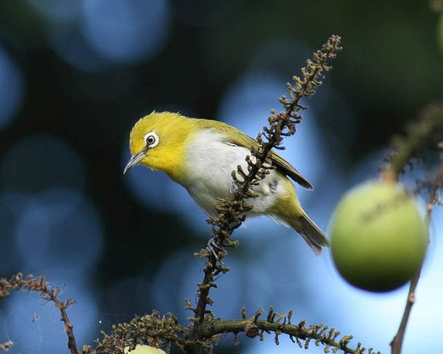 Luzonbrillenvogel - ML379233771