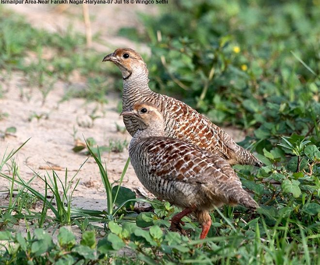 Gray Francolin - ML379233891