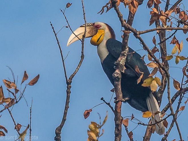 Wreathed Hornbill - ML379234201