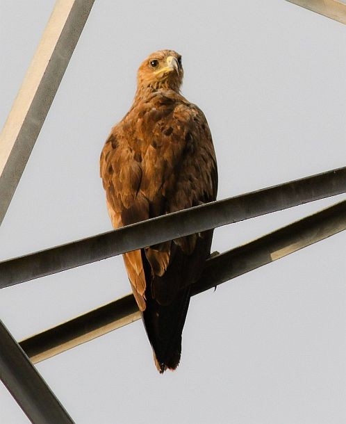 Tawny Eagle - ML379235181