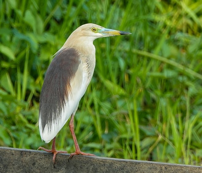 Indian Pond-Heron - ML379235241