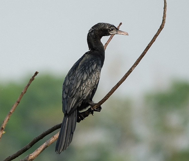 Little Cormorant - ML379235301