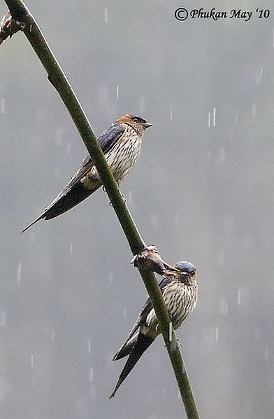 Eastern Red-rumped Swallow (Striated) - ML379236051