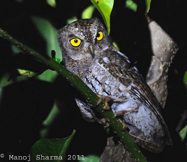 Oriental Scops-Owl (Walden's) - Manoj Sharma