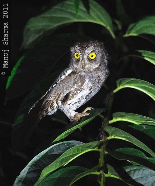 Oriental Scops-Owl (Walden's) - Manoj Sharma