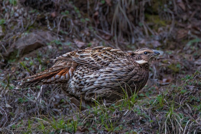 Koklass Pheasant - ML379236361