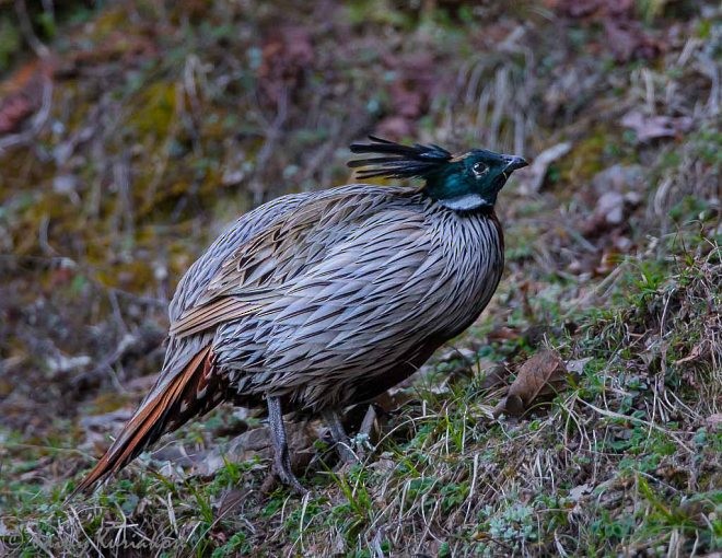 Koklass Pheasant - ML379236371