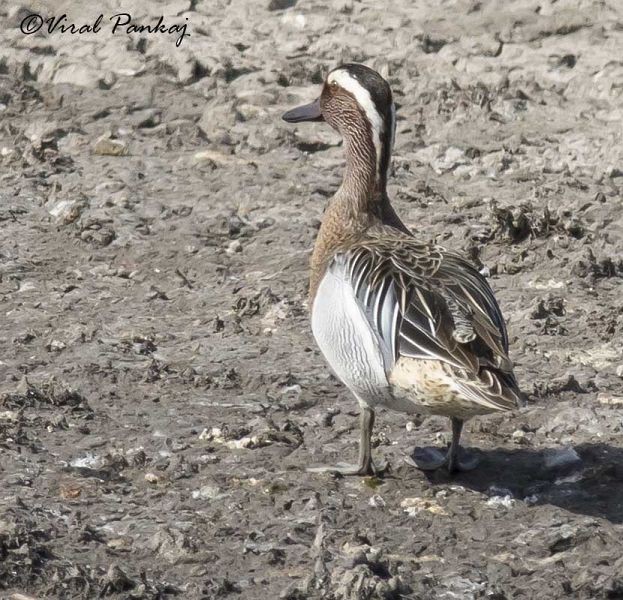 Garganey - ML379236391