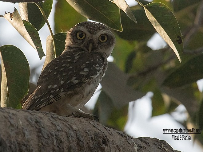 Spotted Owlet - ML379236551