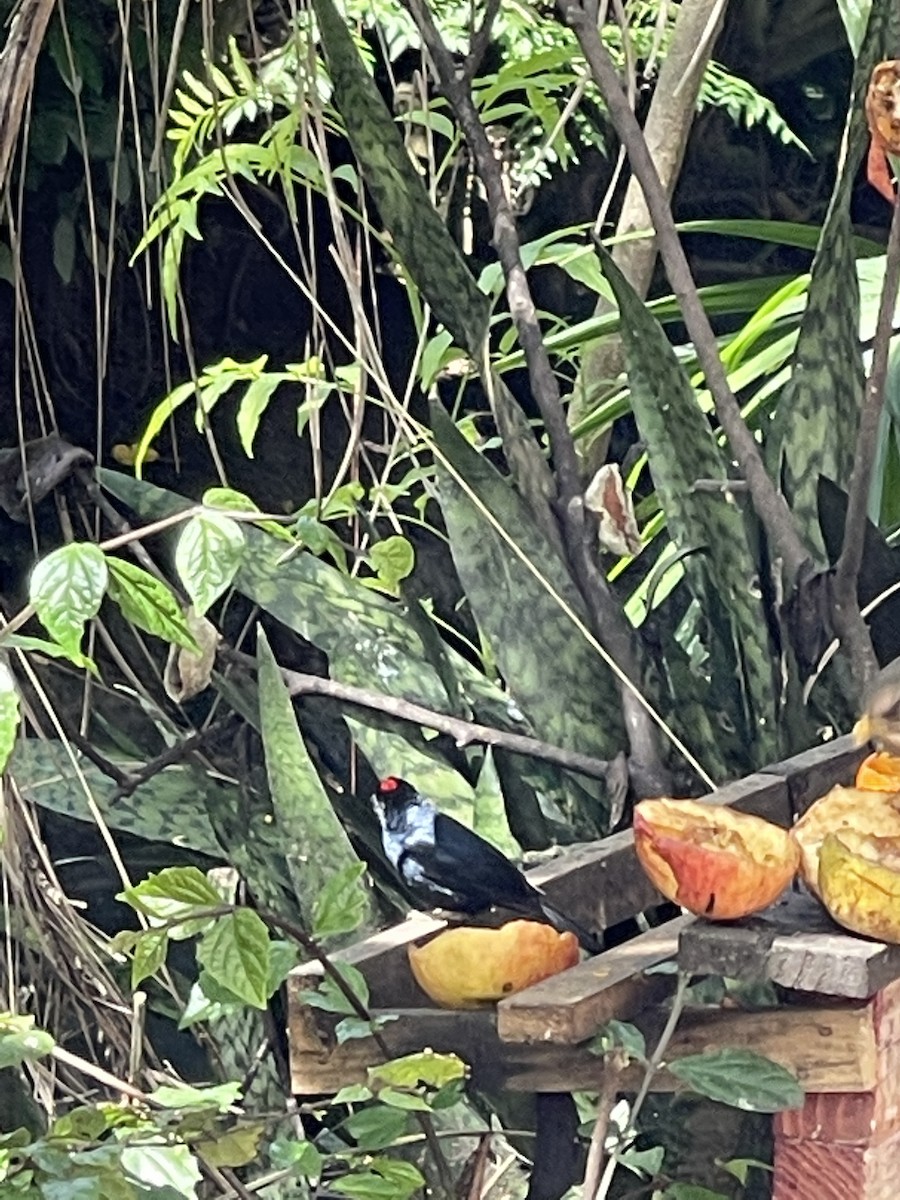 Ruby-crowned Tanager - ML379236621