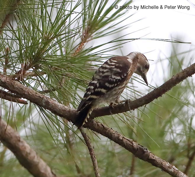 Japanese Pygmy Woodpecker - ML379237761