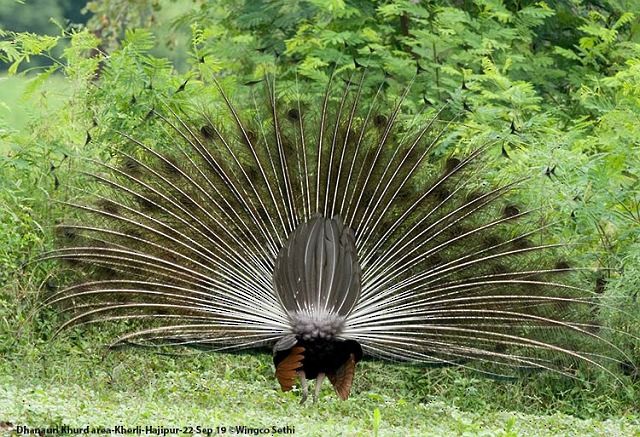 Indian Peafowl - ML379238401