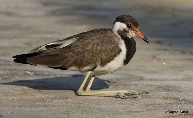 Red-wattled Lapwing - ML379238801