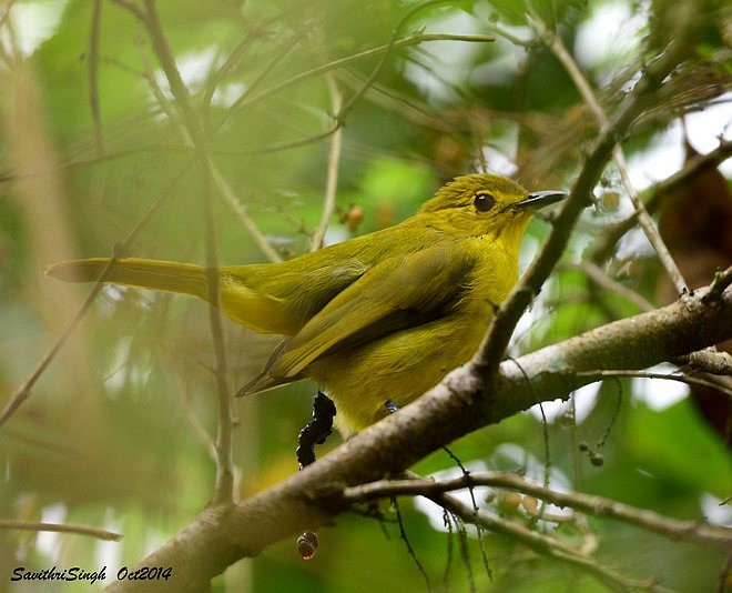 Bulbul Cejiamarillo - ML379239331