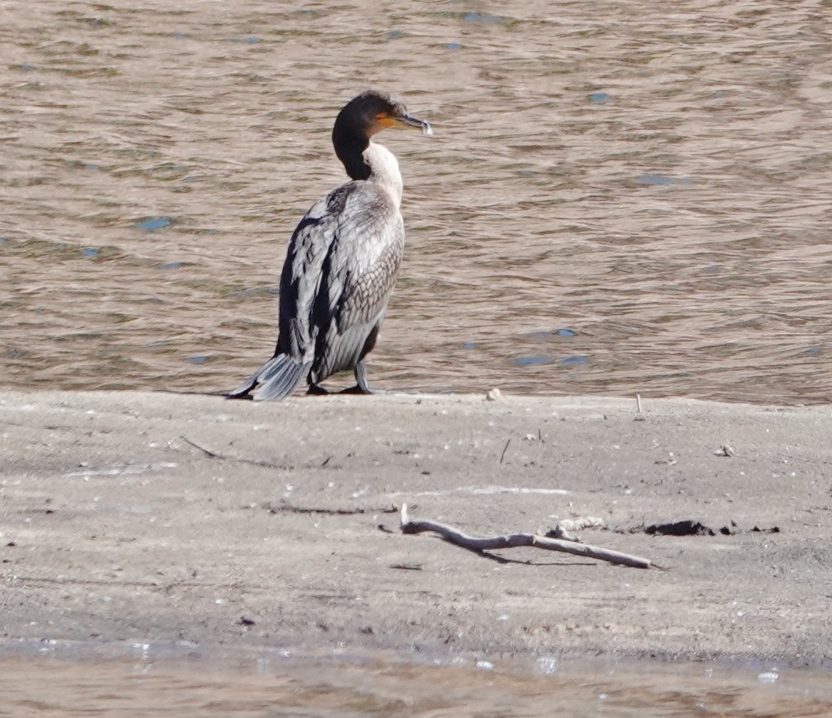 Double-crested Cormorant - Rene Laubach