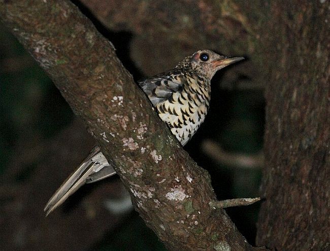 Amami Thrush - Nobuo Matsumura