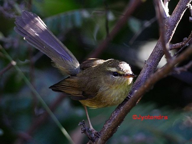 Aberrant Bush Warbler (Aberrant) - ML379240211