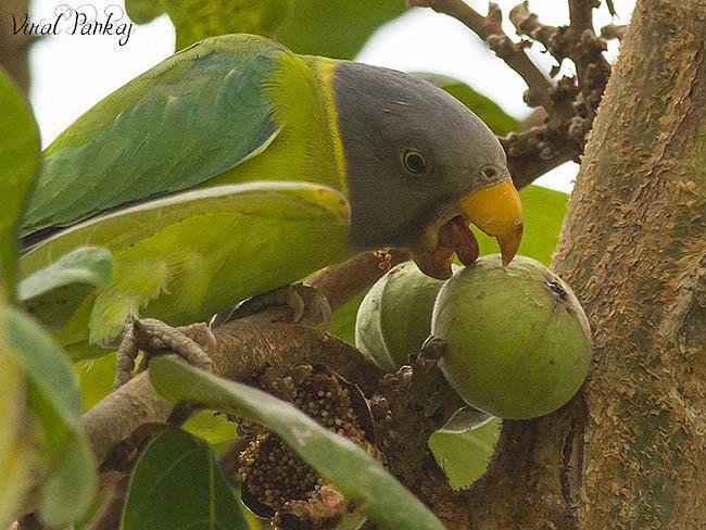 Plum-headed Parakeet - Pankaj Maheria