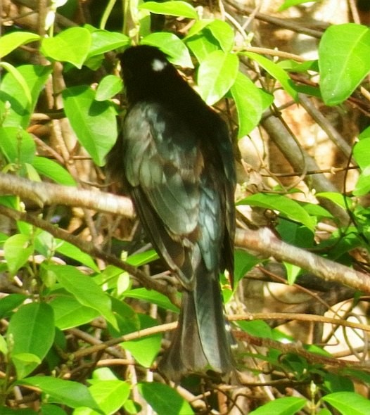 Cuclillo Drongo Moluqueño - ML379241671