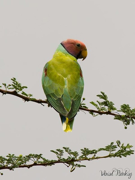 Plum-headed Parakeet - ML379241681