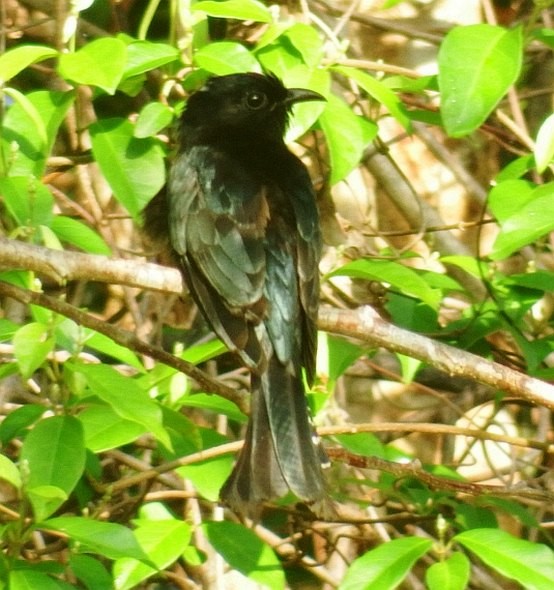 Cuclillo Drongo Moluqueño - ML379241691