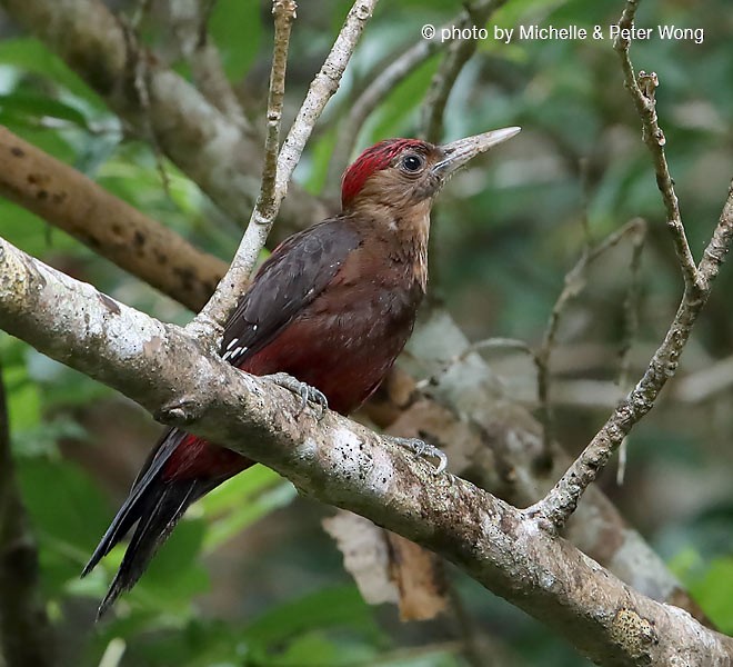 Okinawa Woodpecker - ML379242391