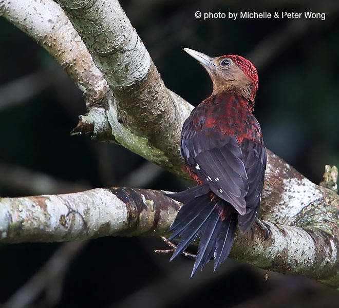 Okinawa Woodpecker - ML379242411