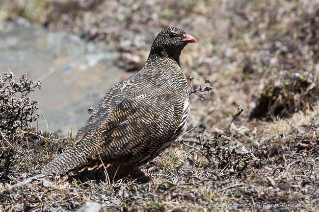 Snow Partridge - Yann Muzika