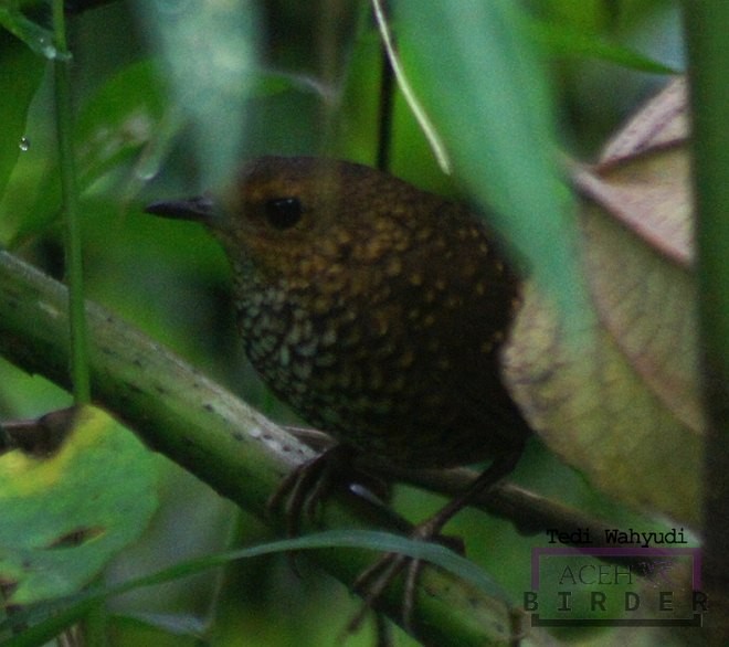 Pygmy Cupwing - ML379243201