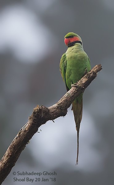 Uzun Kuyruklu Yeşil Papağan (tytleri) - ML379243281