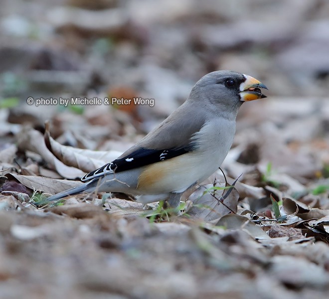 Yellow-billed Grosbeak - ML379243321
